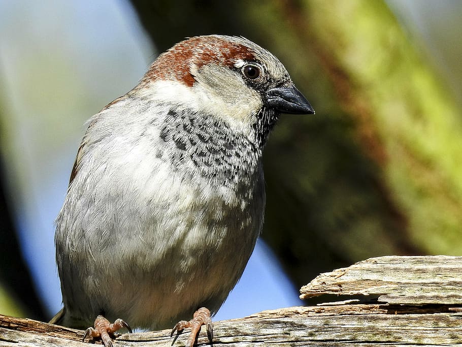 sparrow, sperling, house sparrow, songbird, garden bird, nature, HD wallpaper