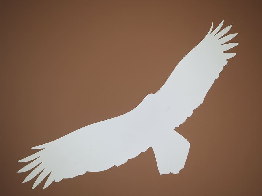 adler, bird, silhouette, fly, wing, vector, illustration, flying HD wallpaper
