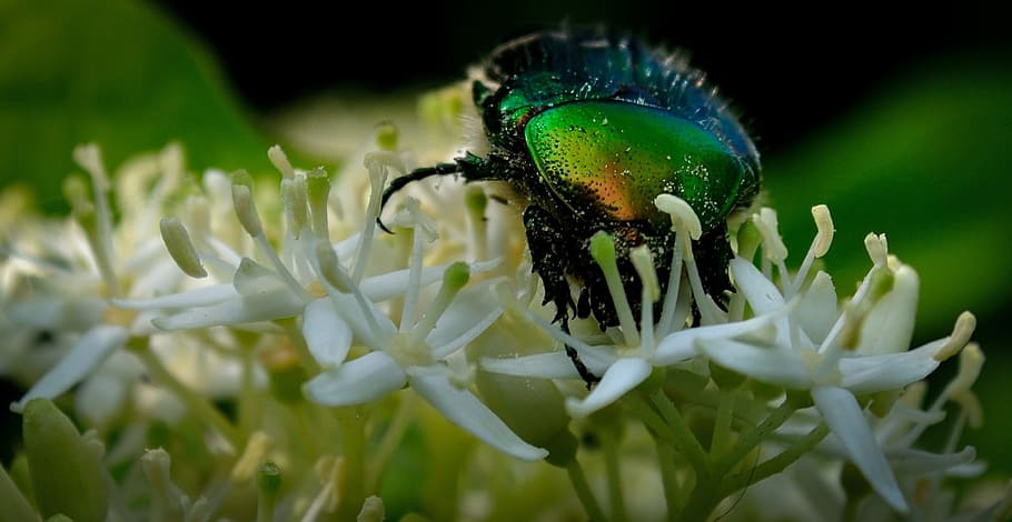 Bug, Shiny, Flower, White, Insect, animal, wildlife, green HD wallpaper