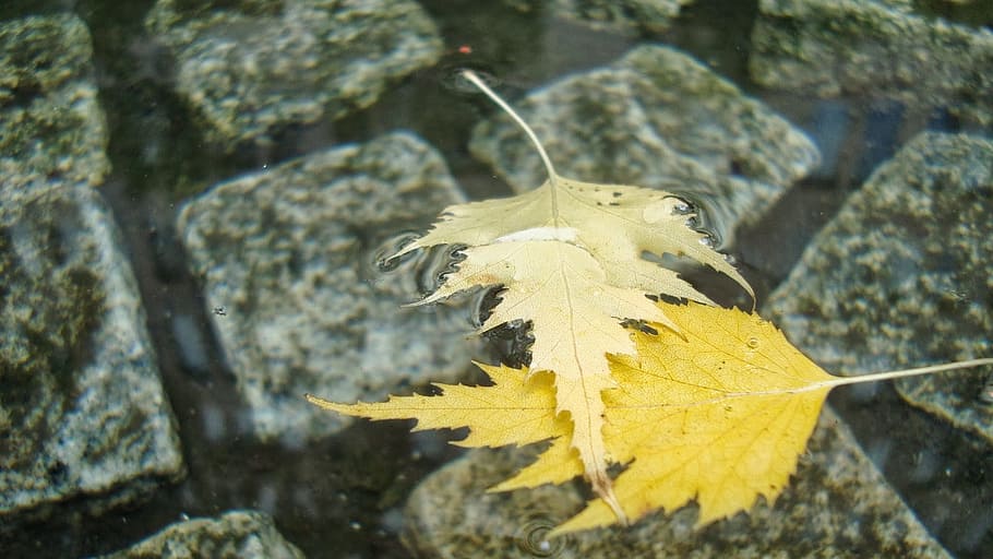 leafs, floating, water, well, yellow, stone, nature, solid HD wallpaper