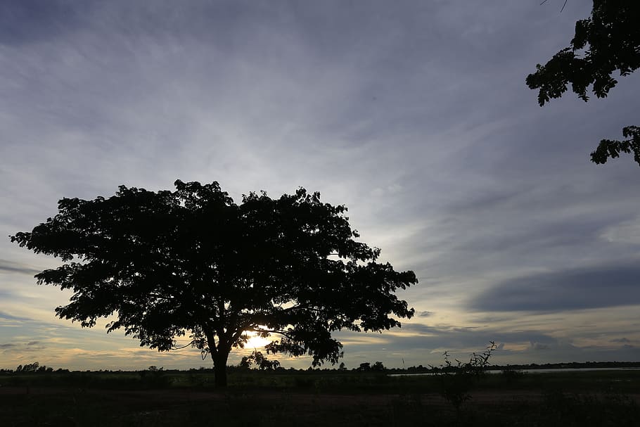 the evening light, shadow wood, sunset, sky, tree, plant, cloud - sky HD wallpaper