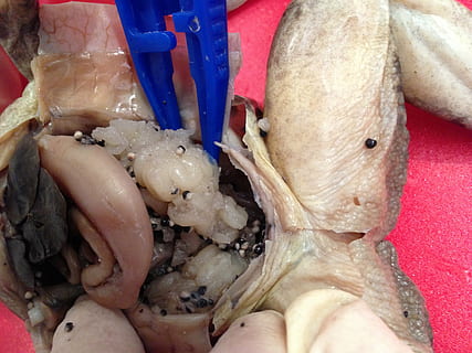 frog, dissection, biology, pregnant, scientific, organs, anatomy HD wallpaper