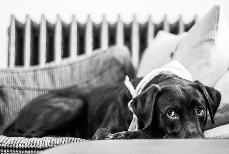 dog, cute, couch, pillow, chocolate, lab, labrador, animal HD wallpaper