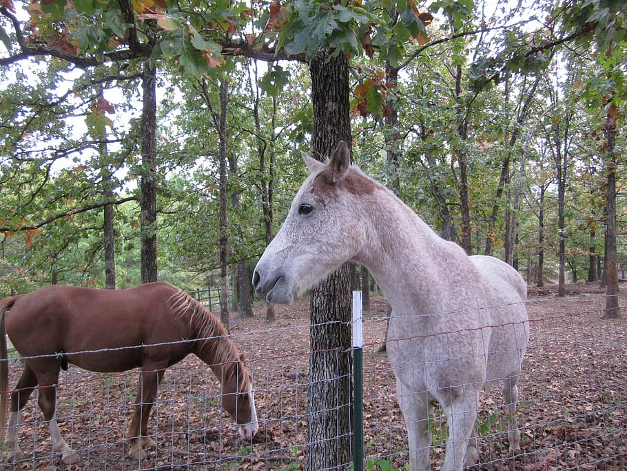 horses, nature, equestrian, tree, mammal, plant, animal, domestic animals HD wallpaper
