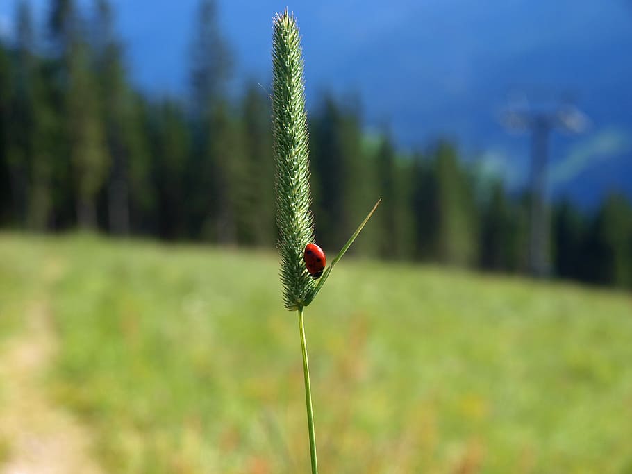 ladybug, lady beetle, insect, nature, plant, focus on foreground HD wallpaper