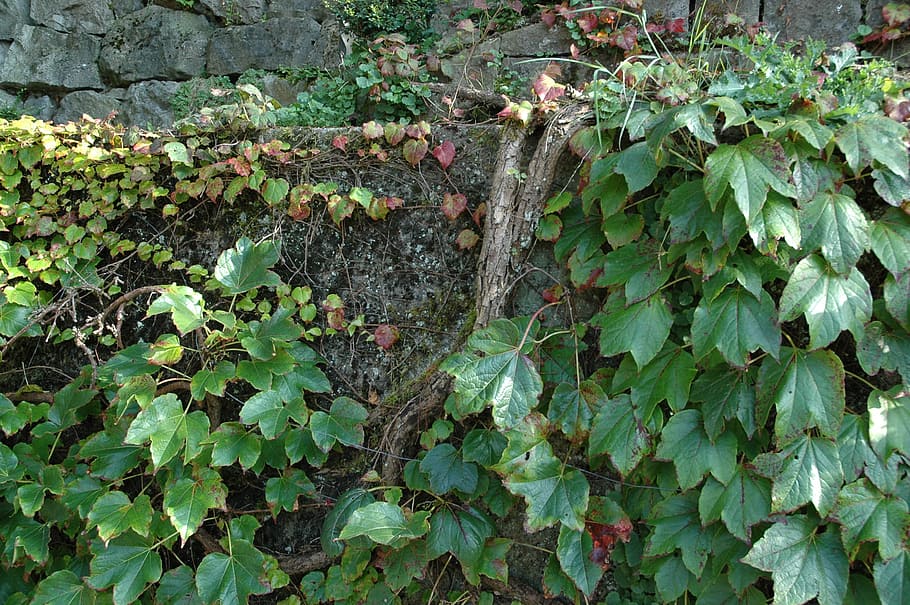 autumn, leaves, wall, leaf, plant part, growth, green color HD wallpaper