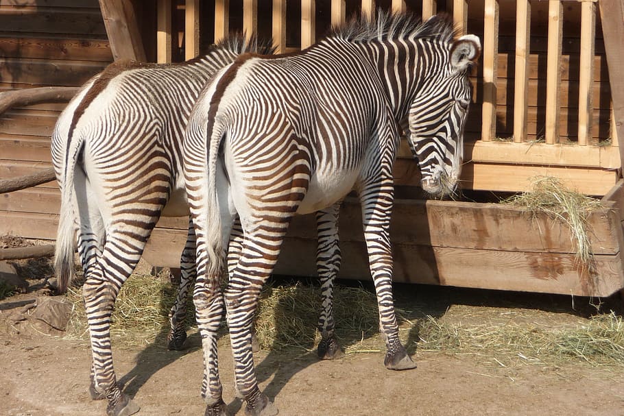 Zebra, Enclosure, Standing, Animal, Zoo, striped, animal wildlife HD wallpaper