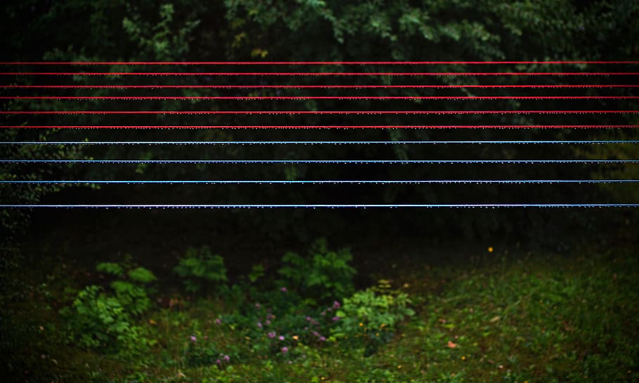 red and blue clothes lines, green leafed plants and green trees HD wallpaper