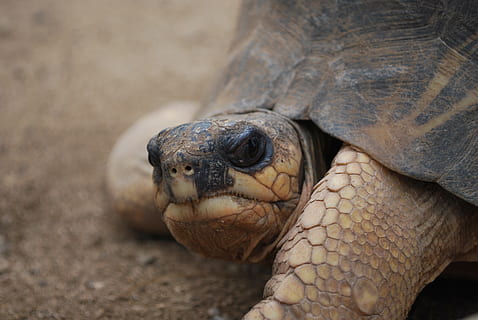 brown sea turtle on ground, face, close, head, big, giant, profile HD wallpaper