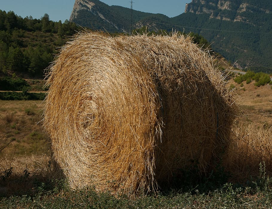 Straw, Livestock, Forage, Breeding, bale, hay, nature, agriculture HD wallpaper