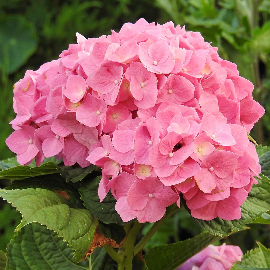 hydrangeas, flowers, pink, garden, inflorescence, pink color HD wallpaper