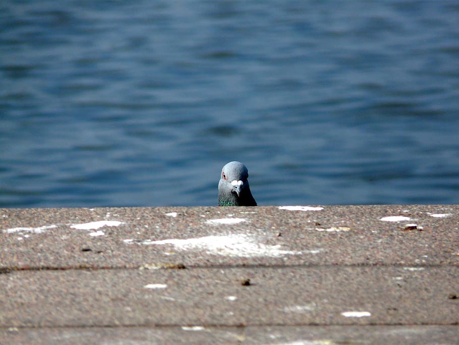 grey pigeon over grey concrete, dove, bird, hello, animal, funny, HD wallpaper