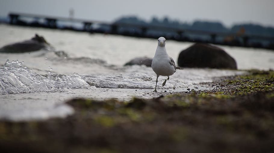 seagull, fun, snapshot, animal themes, animals in the wild HD wallpaper