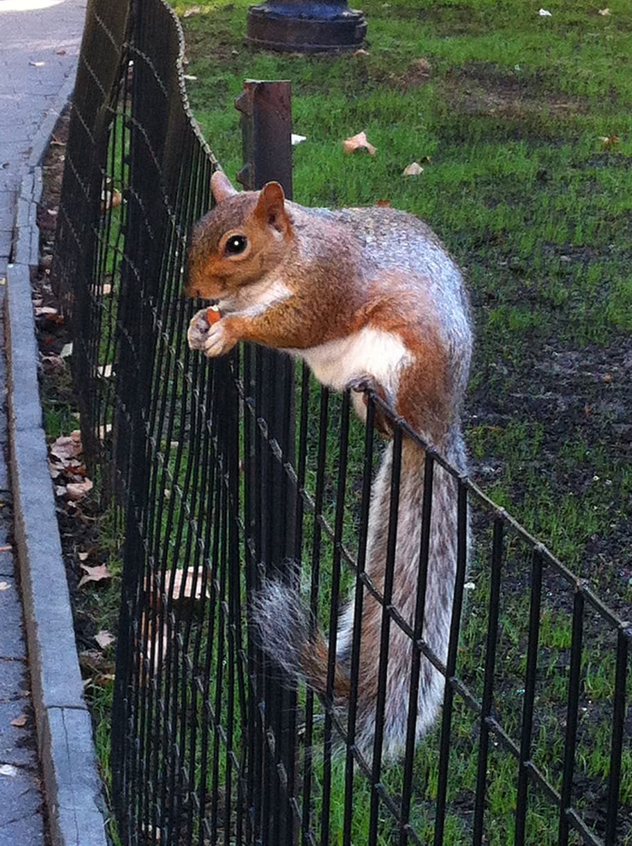 squirrel, nature, animals, animal themes, mammal, rodent, one animal HD wallpaper