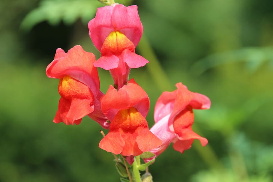 Flower, loewenmaeulchen, red, flowers, close, garden, petal HD wallpaper