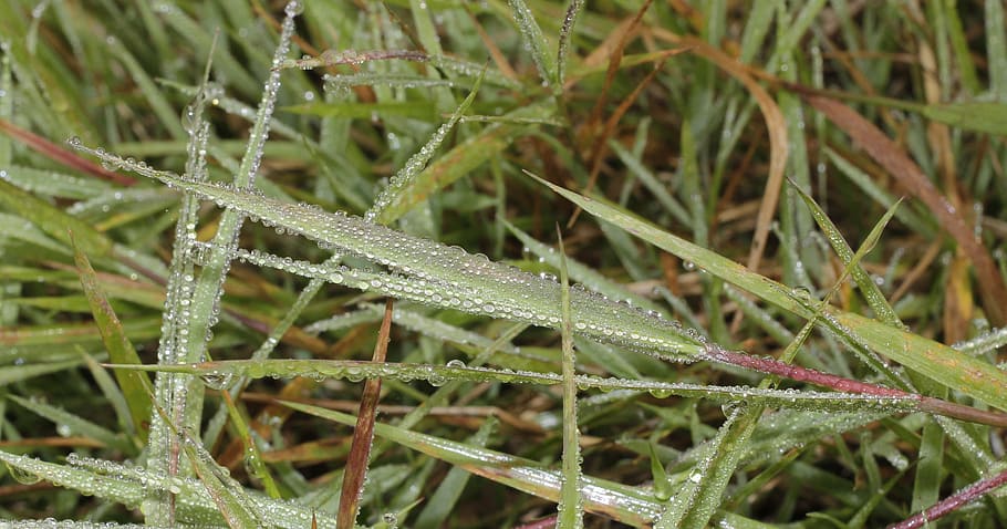 morgentau, grass, drip, nature, green, meadow, plant, dewdrop grass HD wallpaper