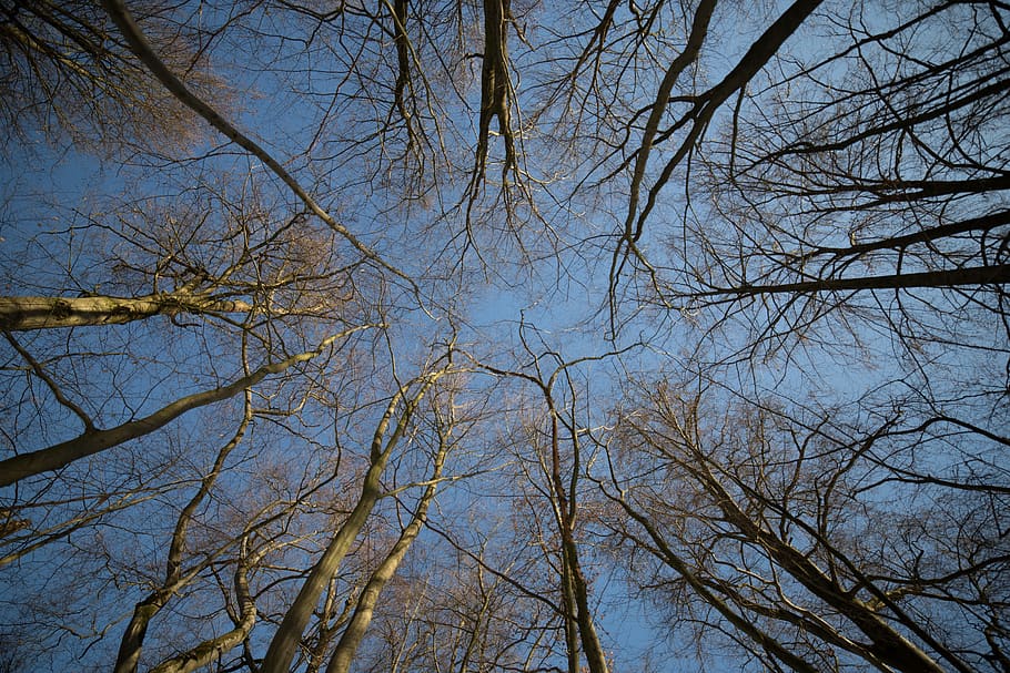 forest, trees, nature, light, green, blue, sky, bare tree, branch HD wallpaper