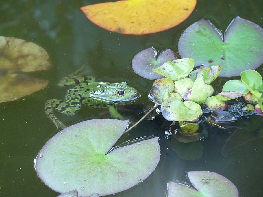 water lily, frog, basin, animal, animal wildlife, animal themes HD wallpaper