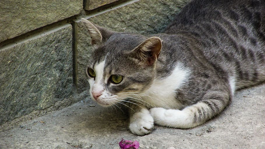 cat, stray, grey, kitty, eyes, street, cute, animal, gray, curiosity HD wallpaper