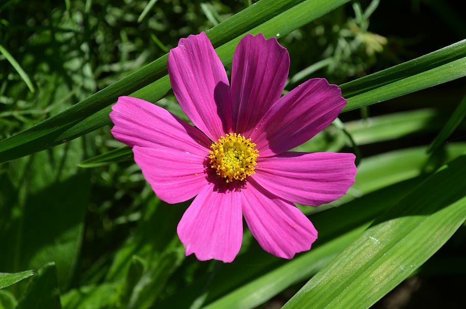 flower, yellow, pink, spring, nature, petals, plant, summer HD wallpaper