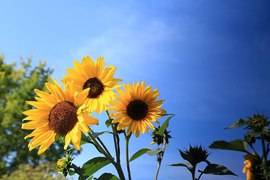 three sunflowers in bloom, plant, yellow, flower head, nature HD wallpaper
