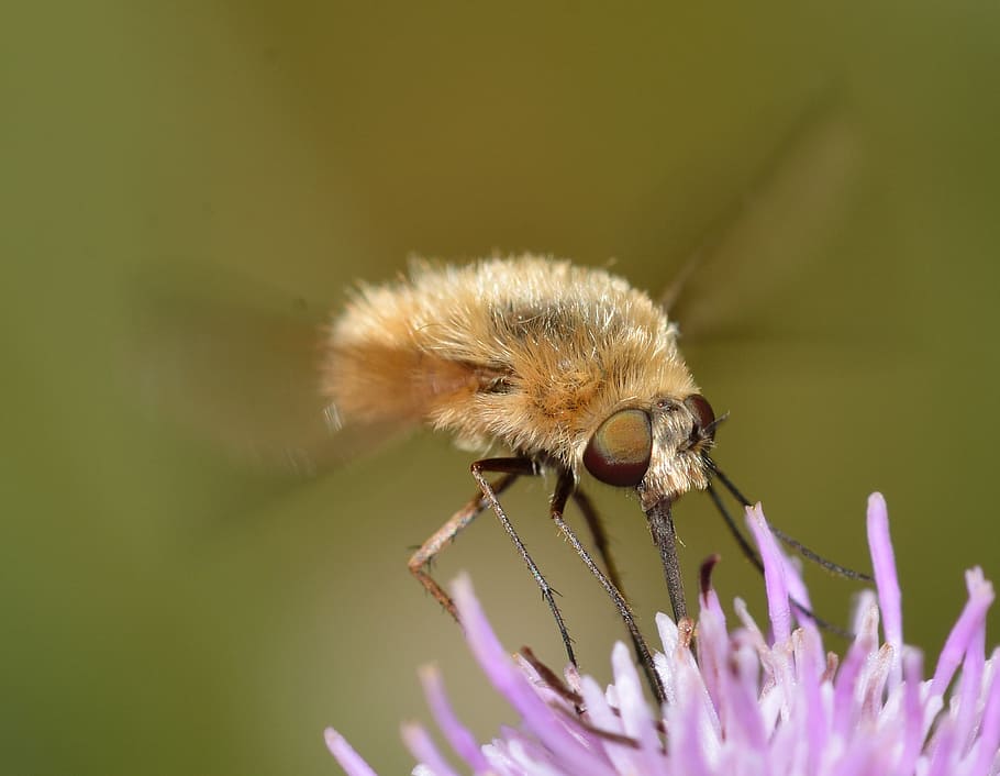insects, diptera, bombylius, lower, invertebrate, animal themes HD wallpaper