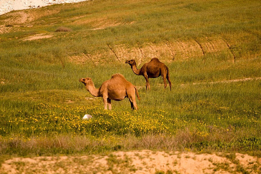 camels, israel, fields, animal, animal themes, group of animals HD wallpaper
