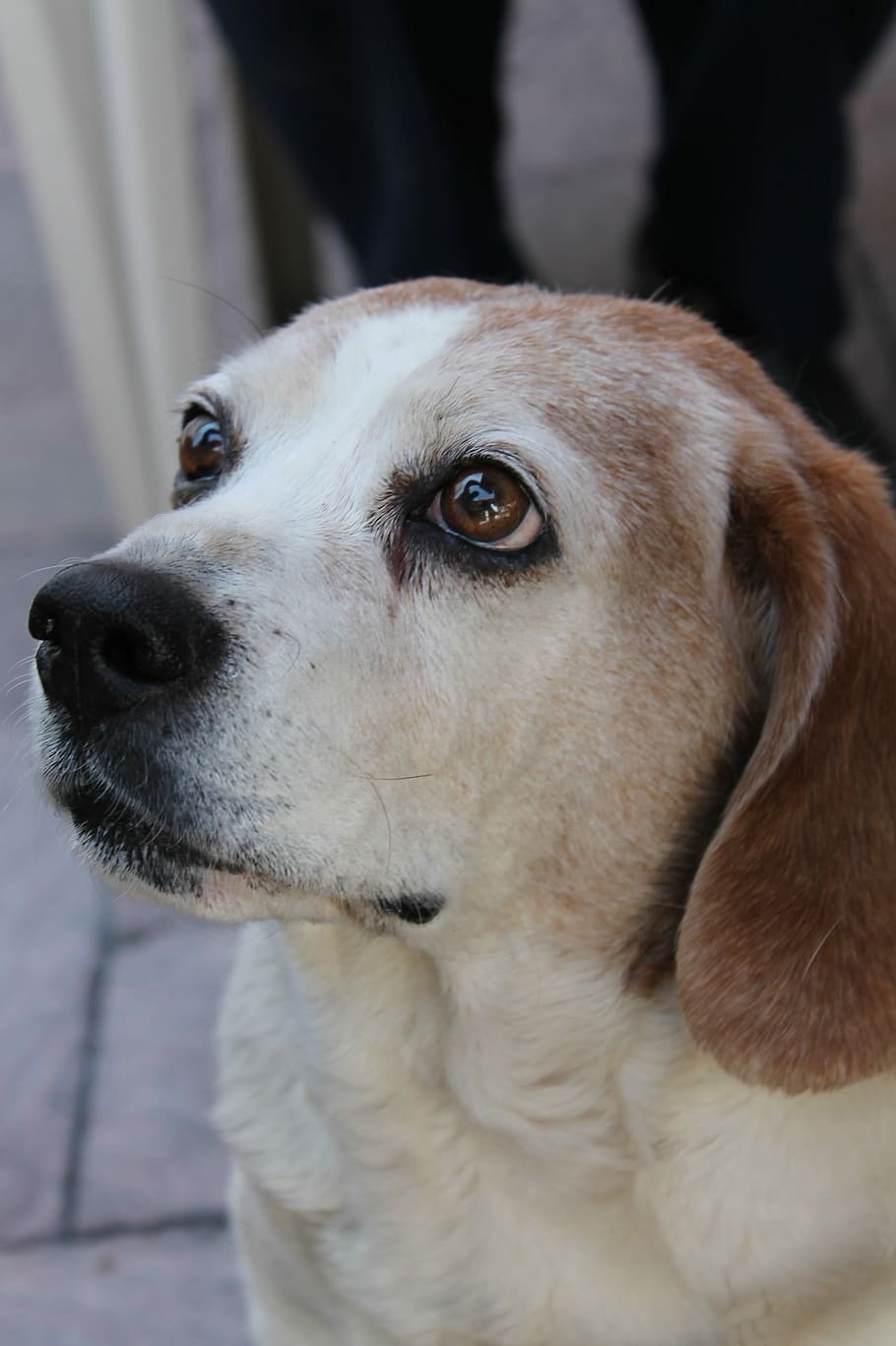 Dog, White, Thoughtful, pets, one animal, domestic animals HD wallpaper