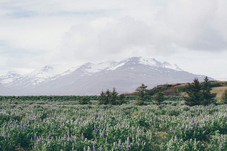 snowy mountain landscape photography, fields, flowers, grass HD wallpaper