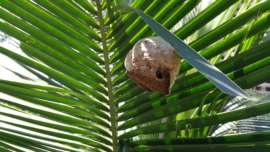 bee hive, nest, palm, tropical, leaf, flora, growth, summer HD wallpaper