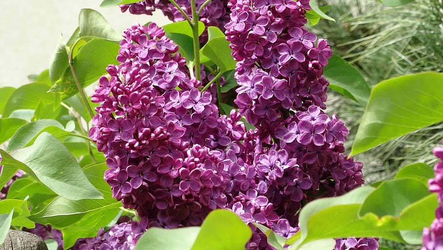 lilac, without, garden, nature, flower, plant part, leaf, flowering plant HD wallpaper