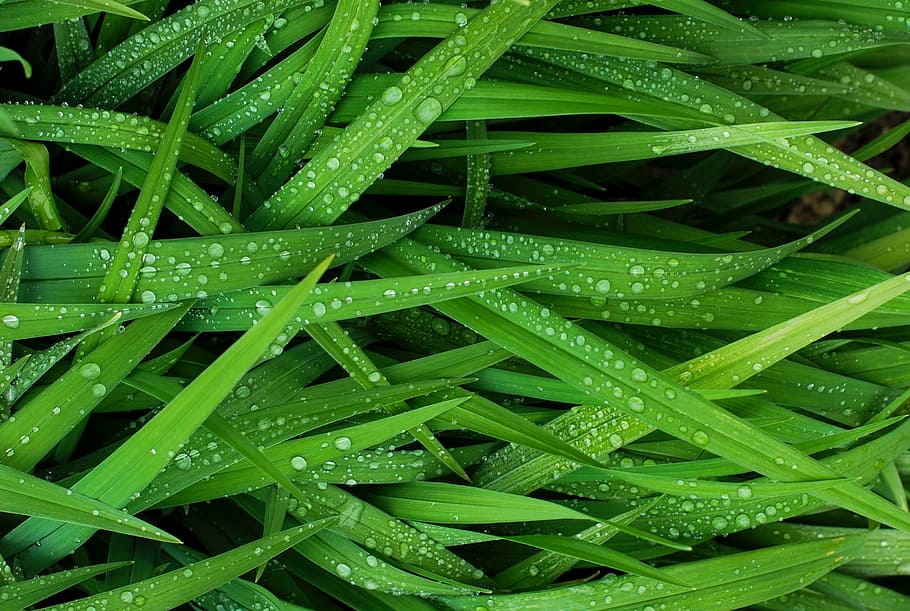 green grass with water drops at daytime, rain, wet, nature HD wallpaper