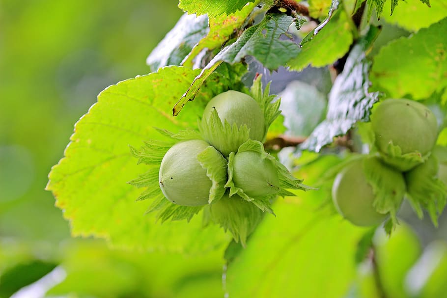 closeup photography of fruits, hazelnuts, common hazel, corylus avellana HD wallpaper