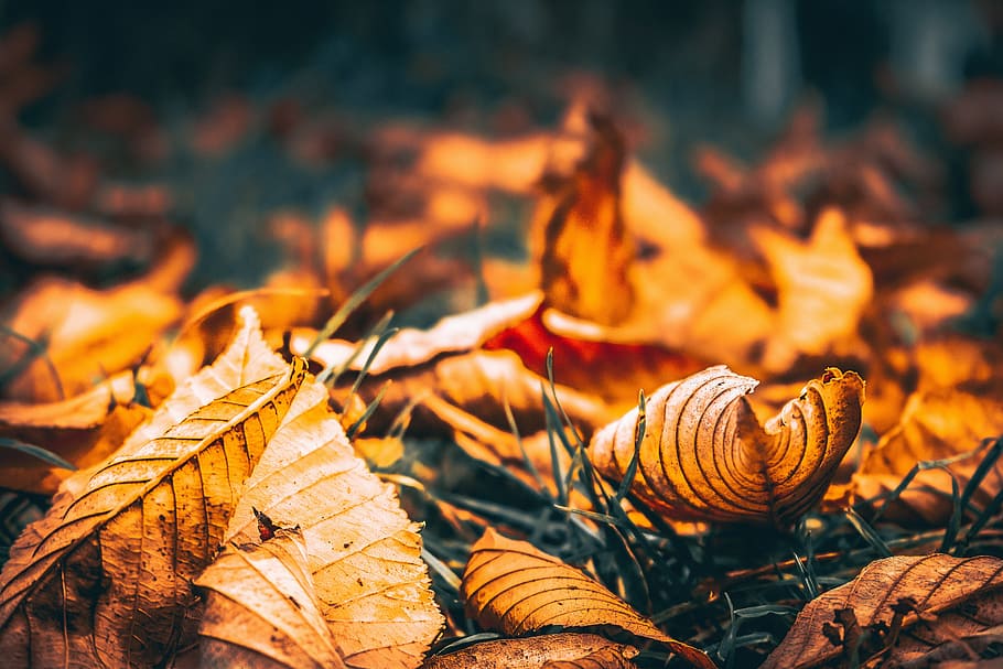 blur, leaf, plant, nature, grass, orange, autumn, plant part HD wallpaper