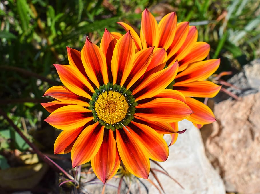 gazania, flower, colorful, nature, plant, floral, spring, blossom, HD wallpaper