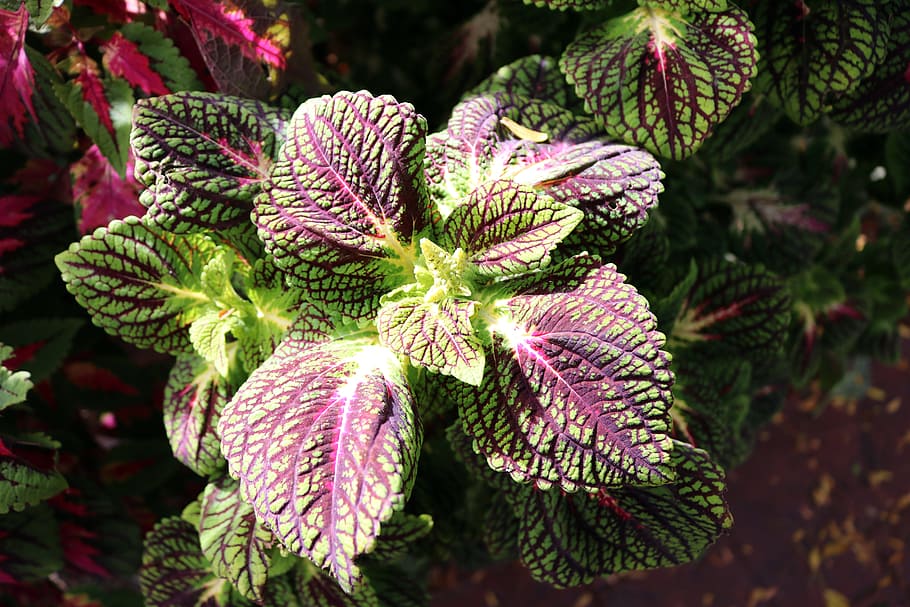 pink, red, leaves, leaf, green, nature, floral, plant, pattern HD wallpaper