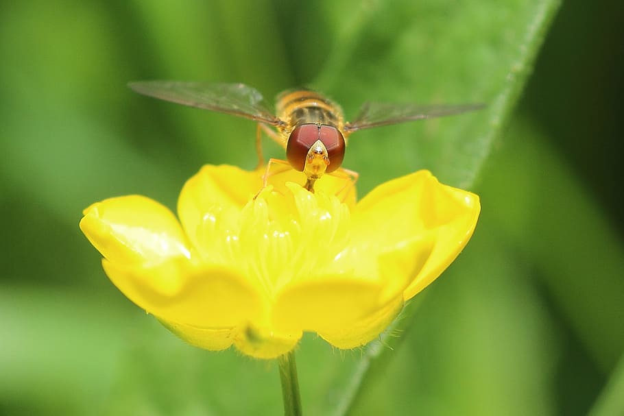 hoverfly, buttercup, macro, public record, yellow, blossom HD wallpaper
