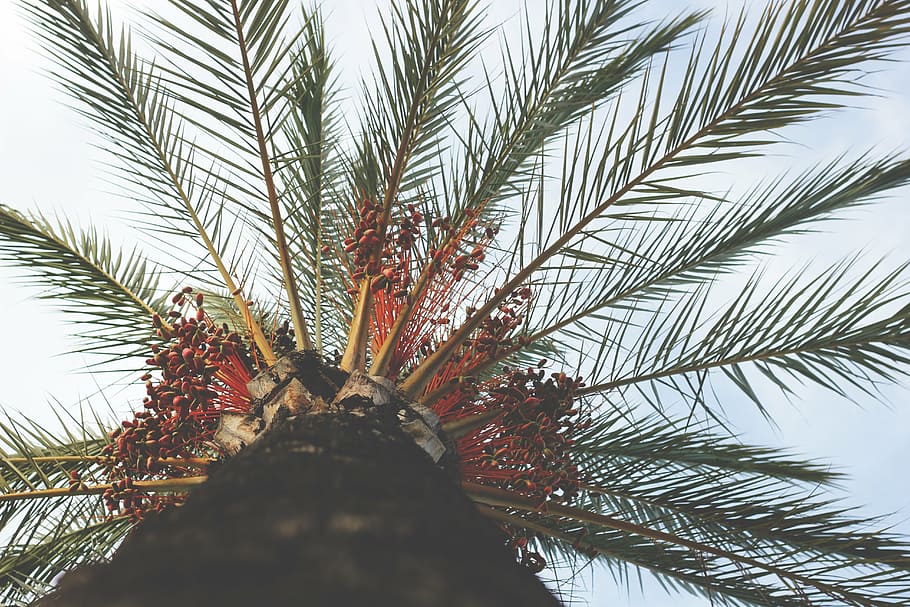 green leafed tree, palm tree, perspective, branches, tropical HD wallpaper