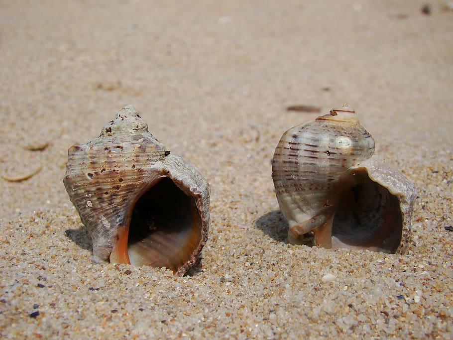 sand, shells, brown, beach, vacation, summer, nature, sunny HD wallpaper