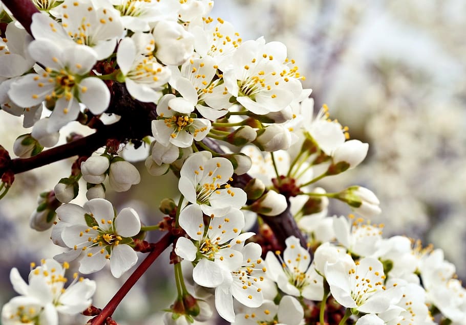flowers, flowering, spring, summer, tree, background, nature HD wallpaper