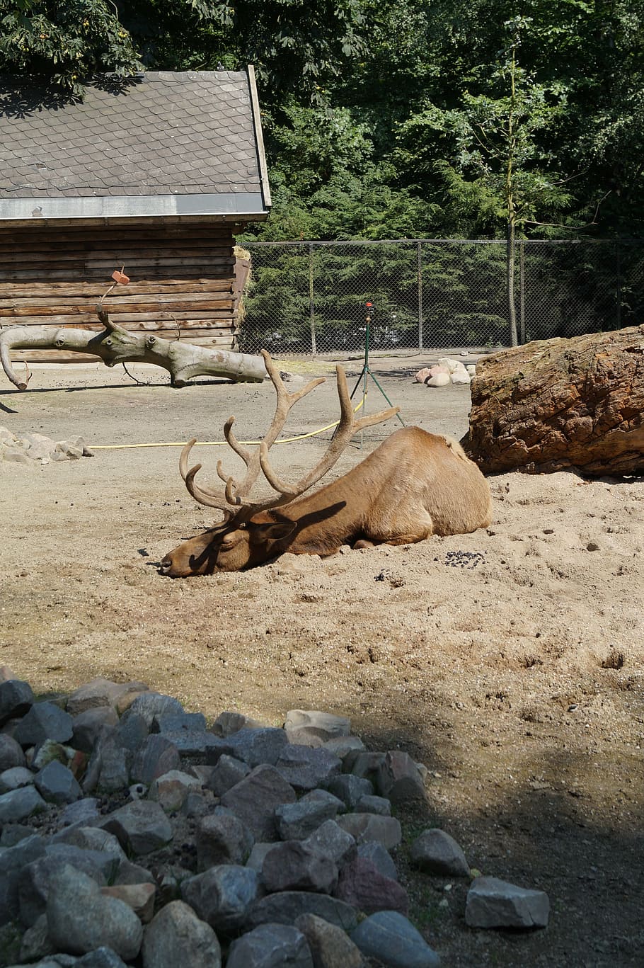 zoo, moose, hirsch, hamburg, landscape, trees, nature, rock HD wallpaper