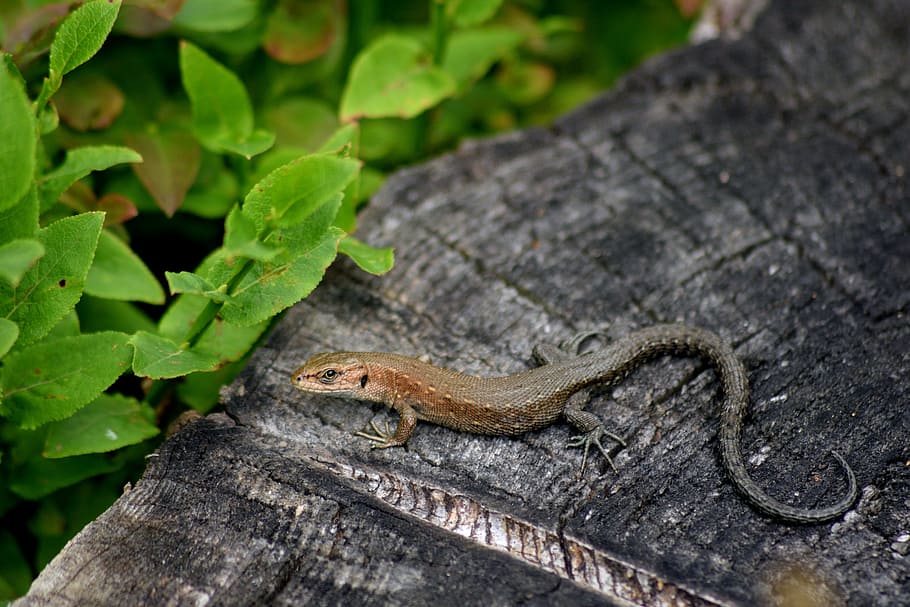 the lizard, macro, gad, tourism, closeup, nature, skin, fauna HD wallpaper