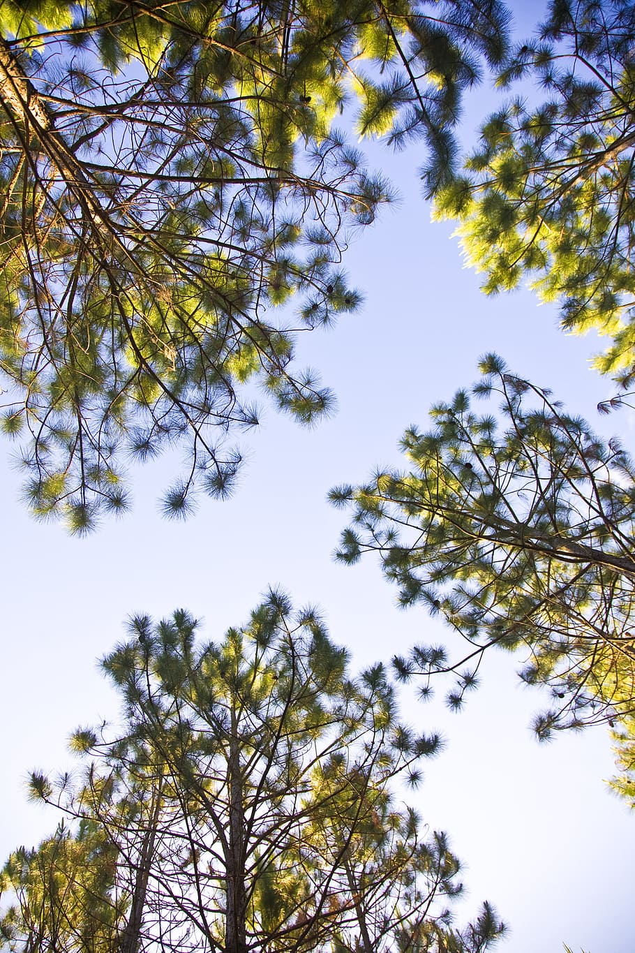 trees, sky, blue, forest, woods, nature, environment, sunny HD wallpaper