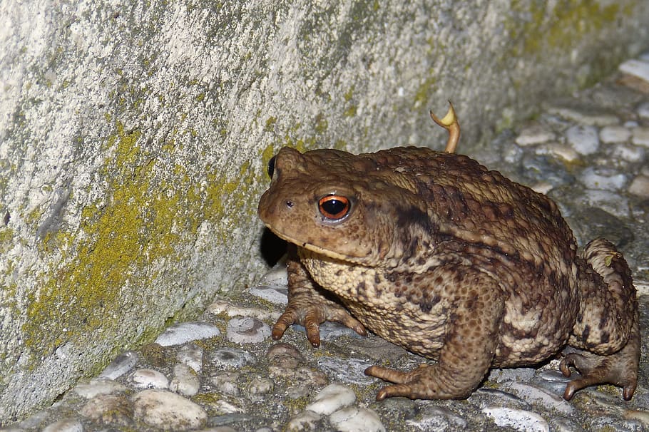 Common Toad, Warts, Bufo Bufo, one animal, animal wildlife HD wallpaper