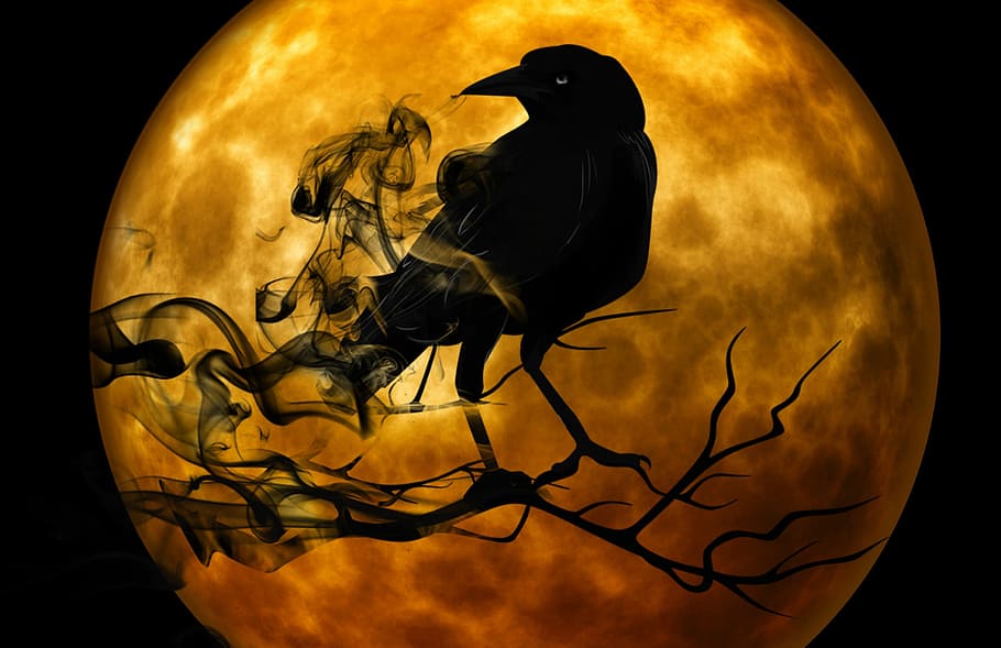 Crow standing on Branch in front of full moon scary Halloween Scene