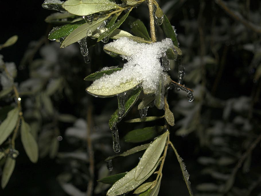 nature, ice, winter, plant, close-up, cold temperature, water HD wallpaper