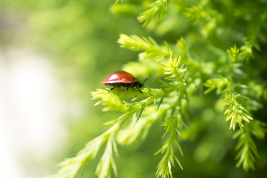 ladybug, nature, insects, invertebrate, plant, animal wildlife HD wallpaper
