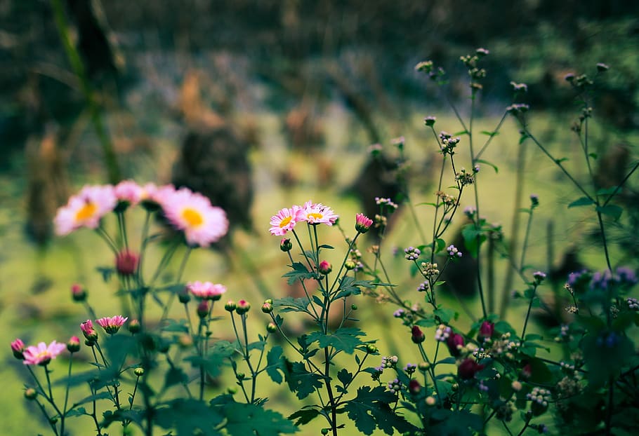 roadside, wild flowers, artistic conception, flowering plant HD wallpaper