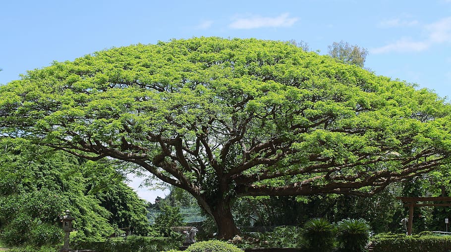 Koa, Big Tree, Nature, Sky, koa tree, green, hawaiian, green color