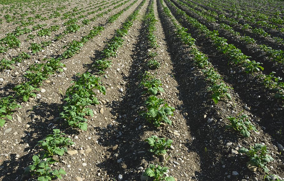 arable, field, earth, cultivation, agriculture, perspective HD wallpaper